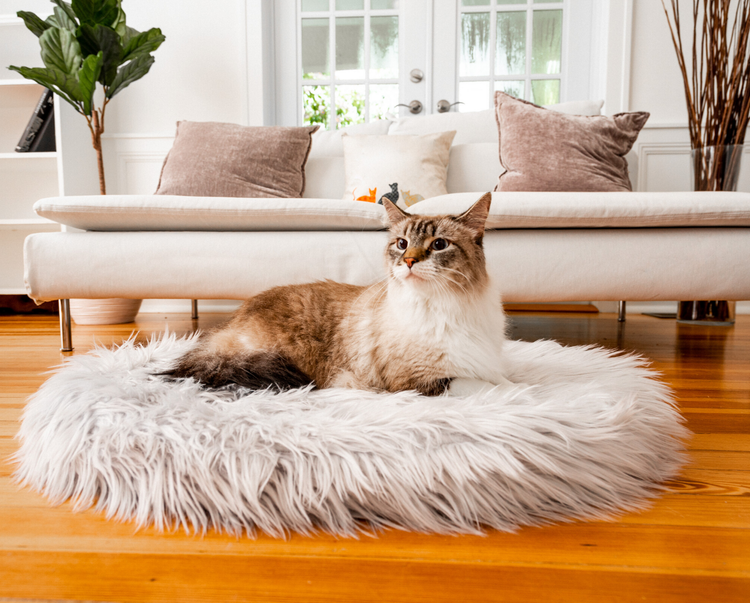 Cat on Grey Faux Fur Bed in Living Room