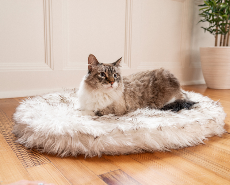 Cat curling up on White Faux Fur Bed on Wood Floor