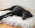 Black Labrador Retriever on Grey Orthopedic Dog Bed Rug 