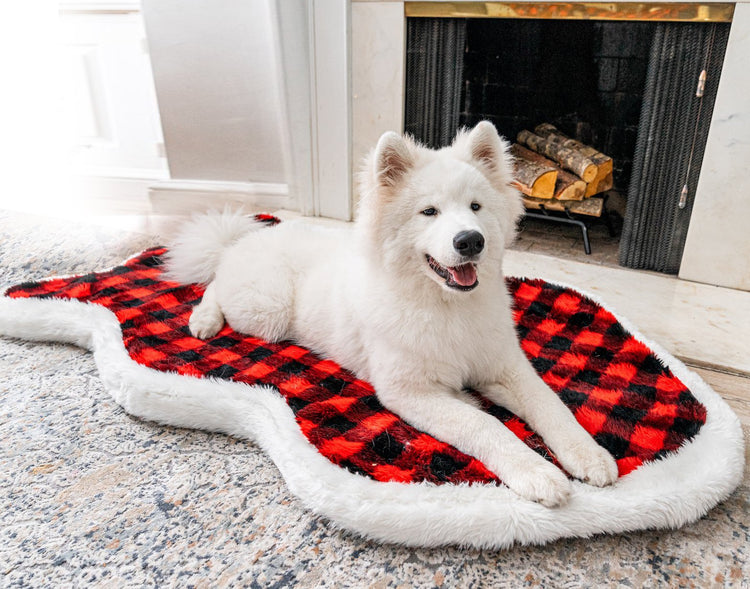 Samoyed Dog in front of fireplace resting on buffalo plaid bed