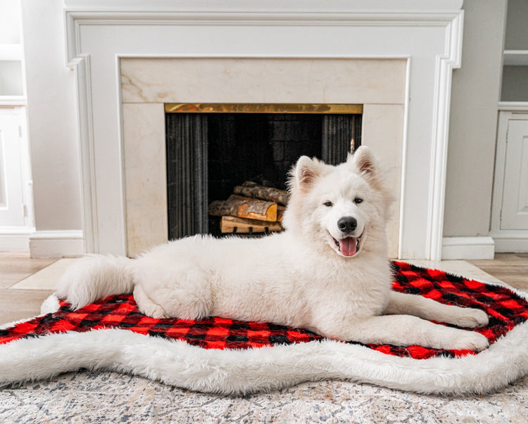 Samoyed Dog in front of fireplace resting on holiday dog bed