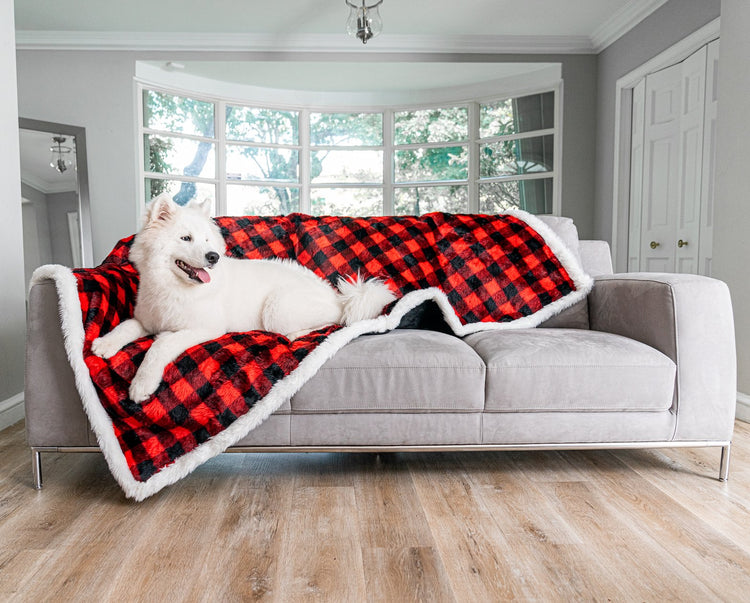 Samoyed posing on winter plaid blanket on top of grey couch 