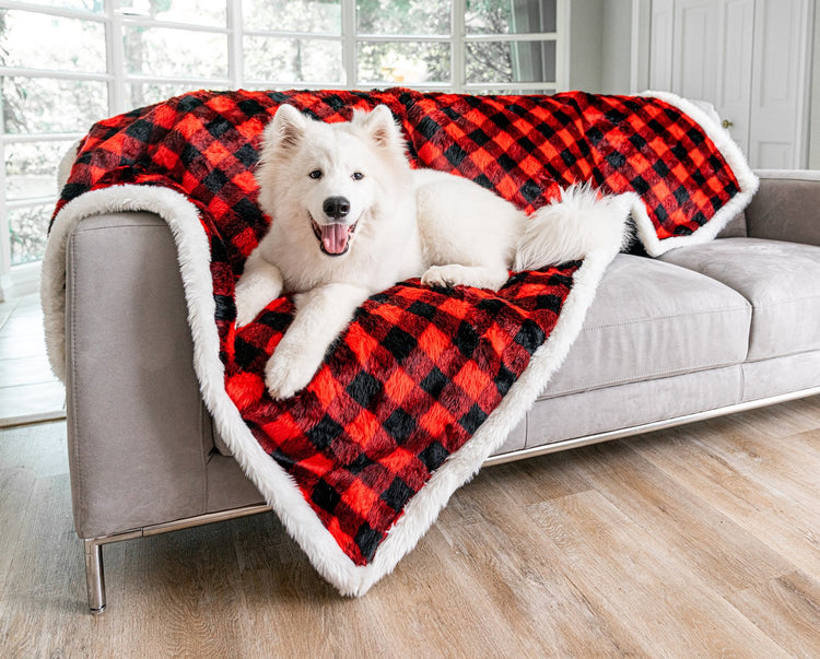 Samoyed posing on winter plaid blanket on top of grey couch