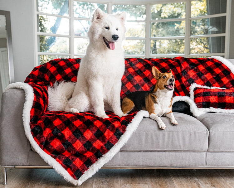 Samoyed and Corgi on Winter Plaid Blanket