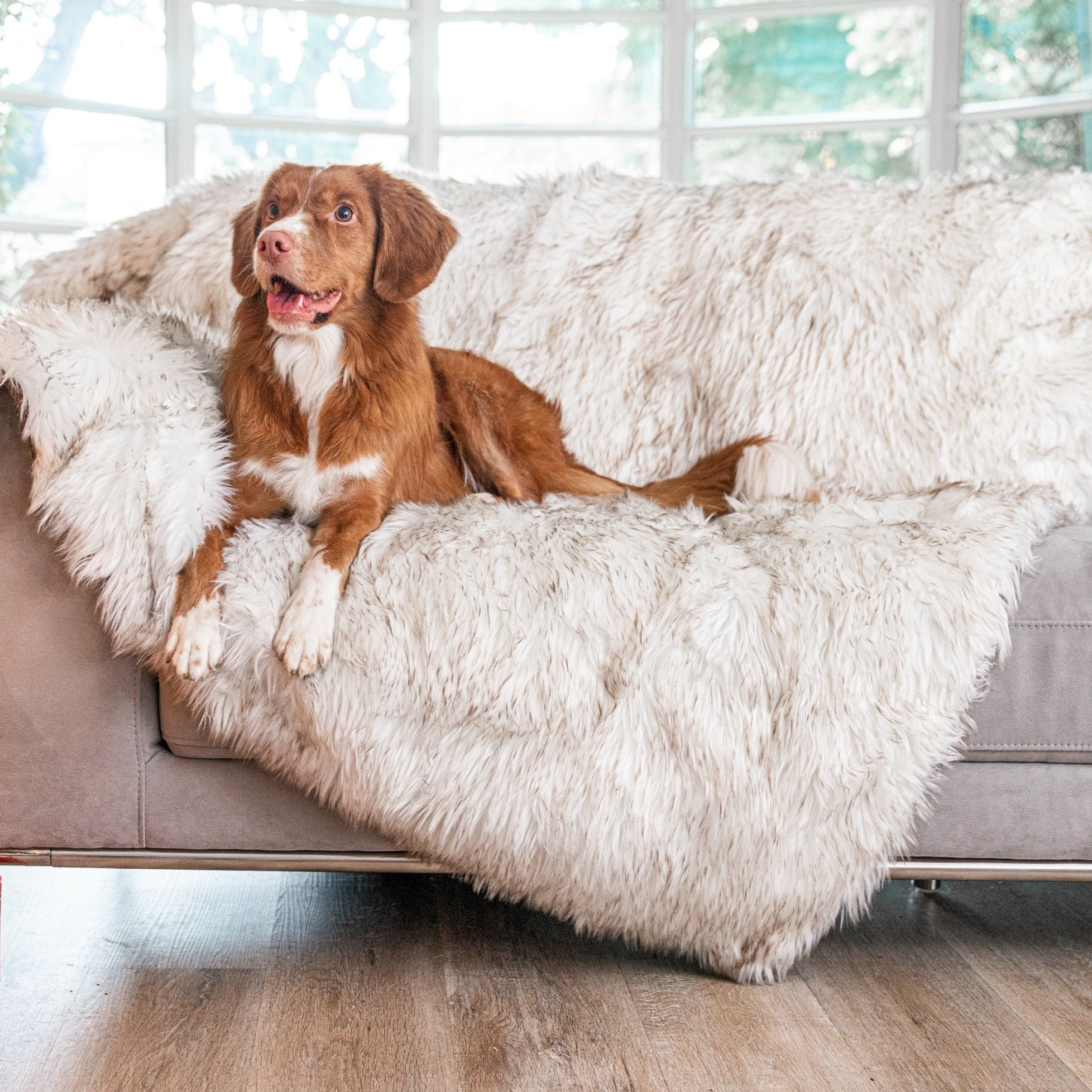 Dog blankets for clearance sofa