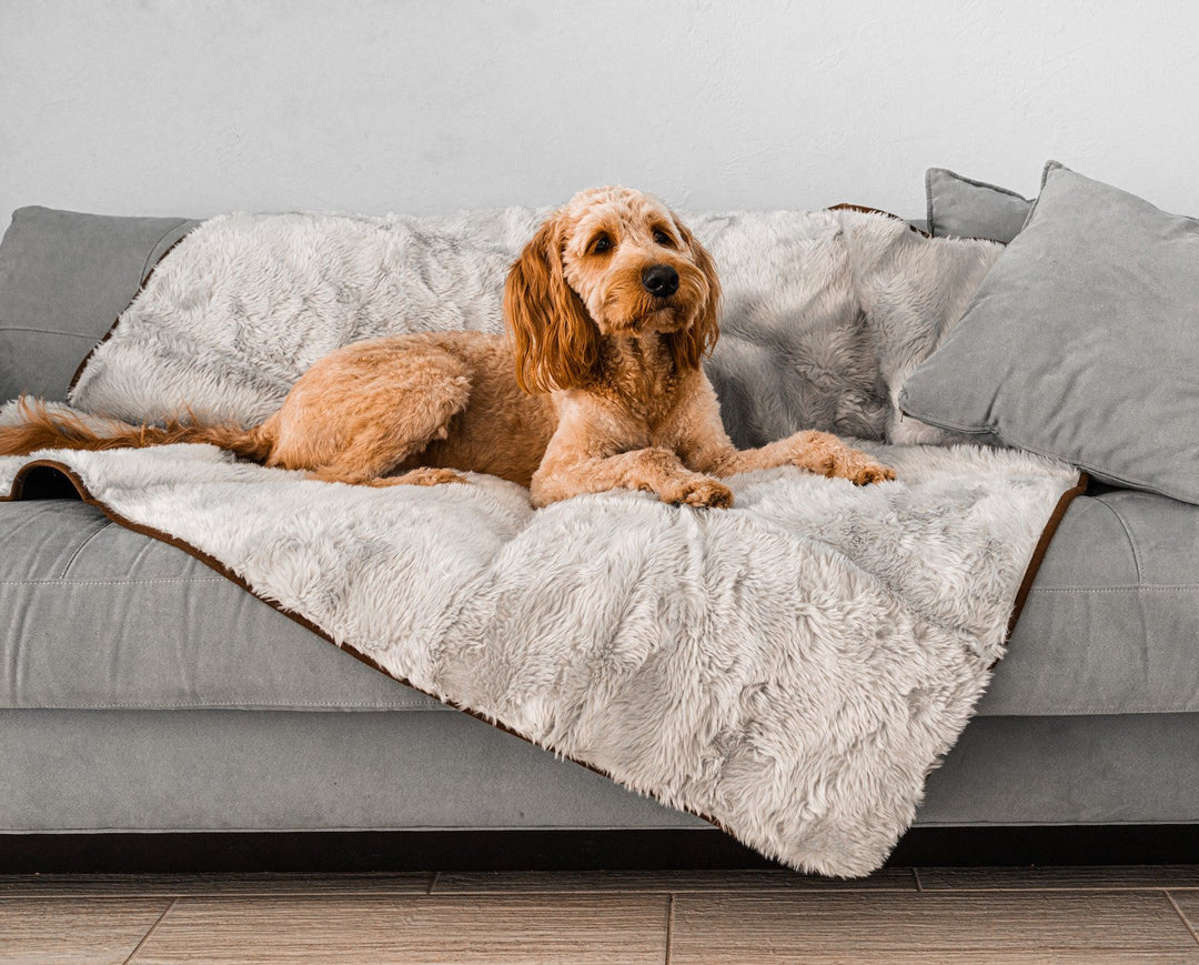 Goldendoodle Dog looking cozy on luxury grey pet throw on couch