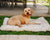 dog posing on white faux fur dog bed in the grass