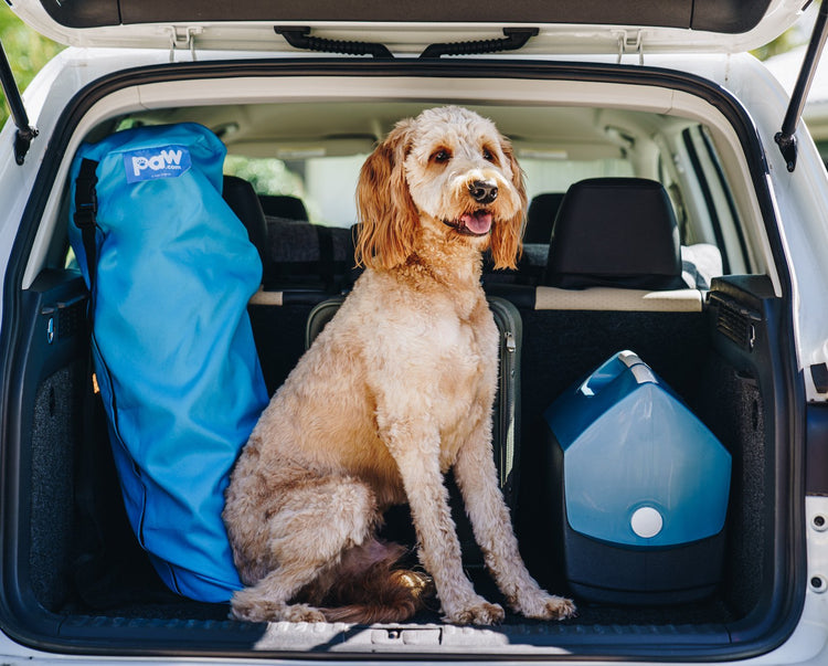 goldendoodle in the car ready for a road trip with travel carrying bag