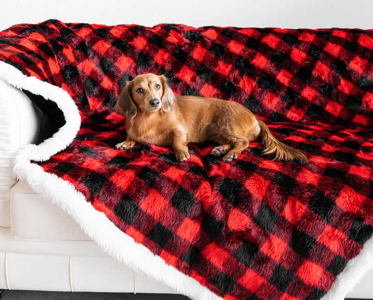 Doxie dog posing on Winter Plaid Blanket