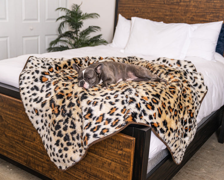 french bulldog on cheetah print blanket