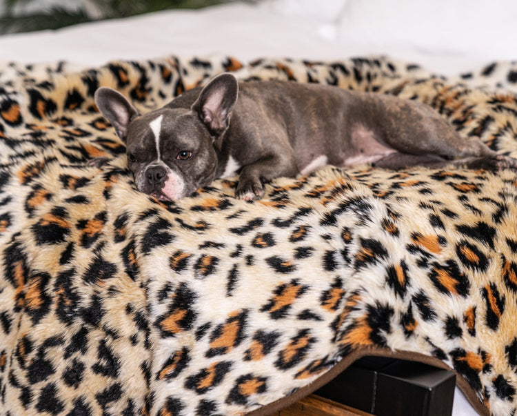 french bulldog on cheetah print blanket