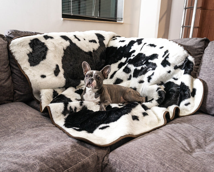 french bulldog on black cowhide blanket