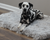 Dalmatian on Plush Light Grey Faux Fur Orthopedic Dog Bed Rug