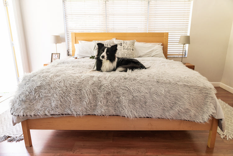 Border Collie cozy on bed on faux fur grey blanket