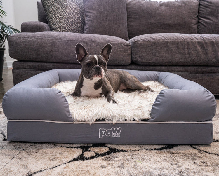 Frenchie on PupLounge Bed & Topper