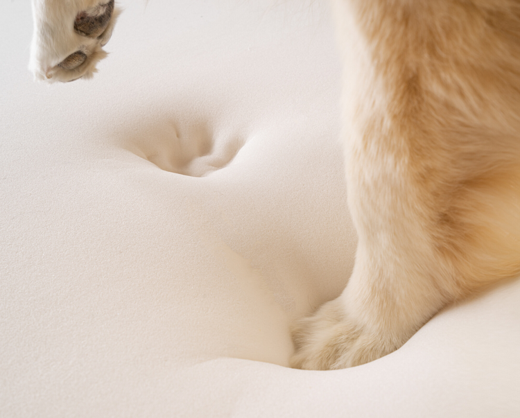 Dog Paw pressing down on Orthopedic Memory Foam Base