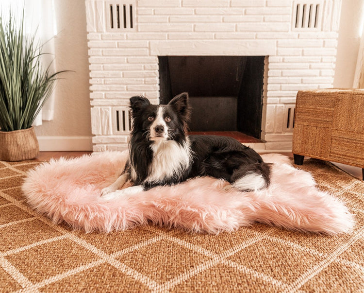 Border Collie resting on Blush Pink Faux Fur Bed in front of fireplace