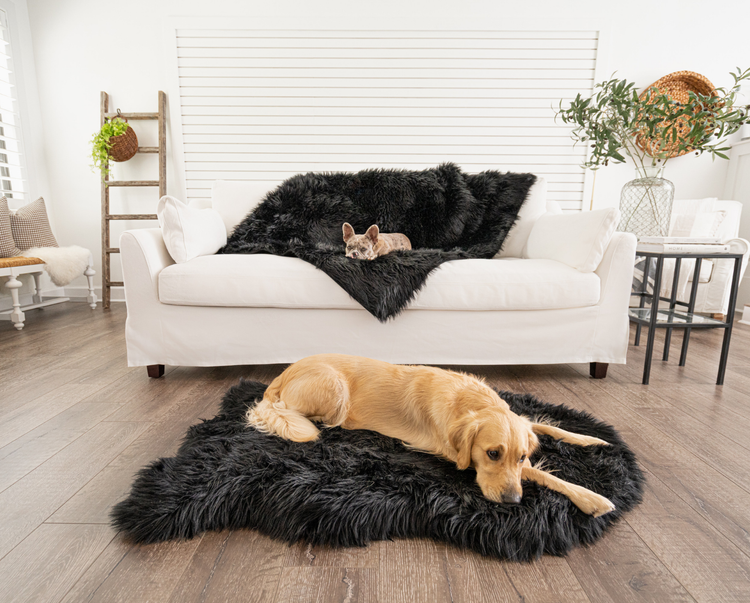 french bulldog on black throw blanket and golden retriever on black faux fur bed