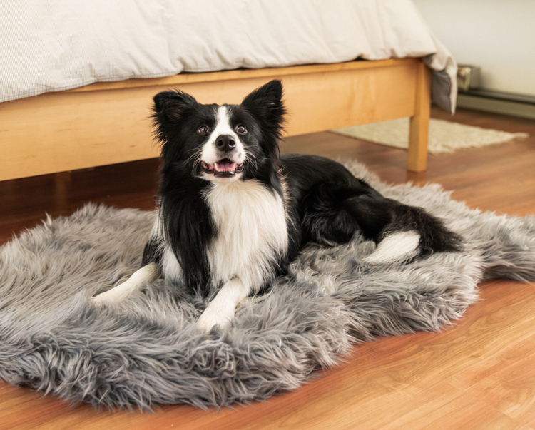 Border Collie Dog resting on charcoal grey luxurious pet bed rug