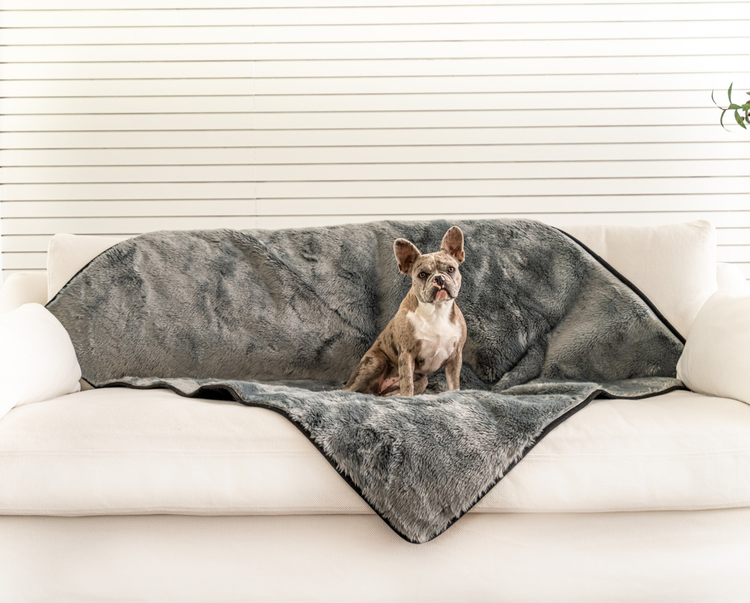 french bulldog resting on charcoal grey throw blanket on white couch