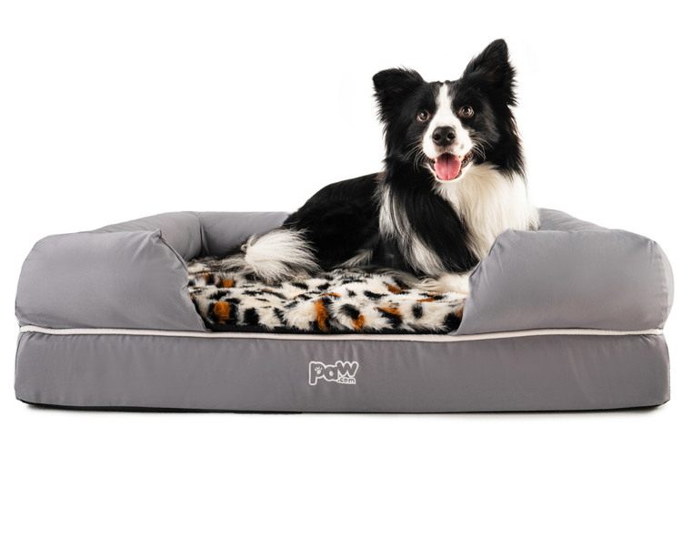 Border Collie on Bolster Bed with Topper