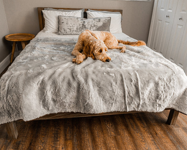 goldendoodle dog looking cozy on grey faux fur blanket on couch