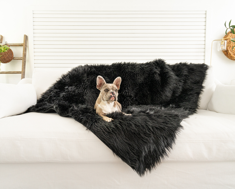 french bulldog sitting on top of luxe faux fur midnight black throw