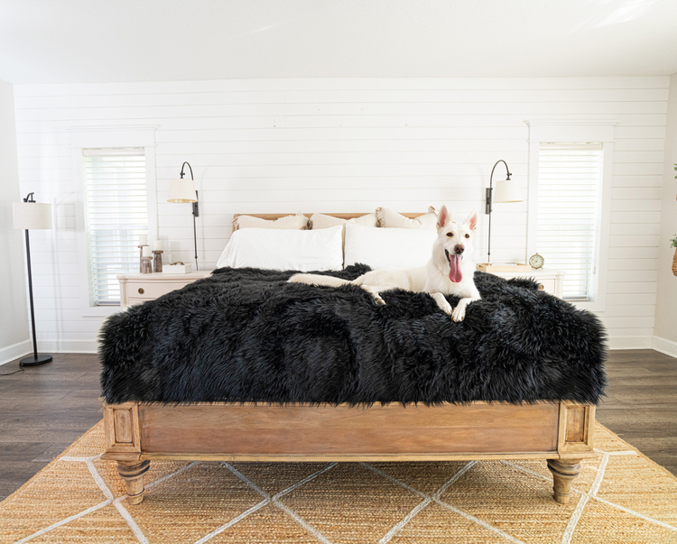 white german shepherd sitting on top of luxe faux fur midnight black throw