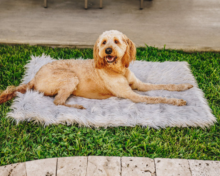 dog smiling on grey faux fur travel rug outside