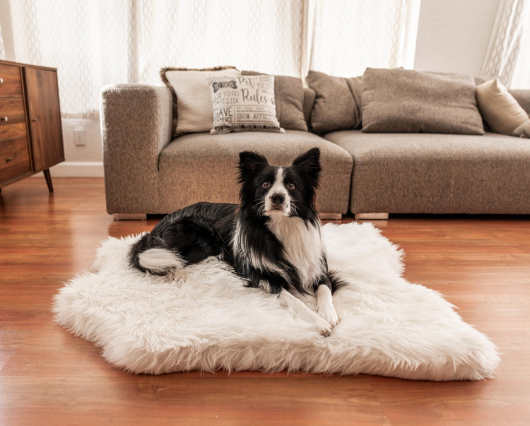 Border Collie Dog on polar white faux fur bed in front of couch