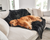 Golden Retriever dog resting on midnight black throw blanket