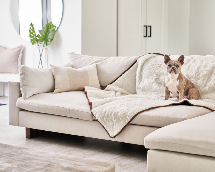 french bulldog resting on white short fur pet blanket on white couch