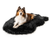 Sheltie Dog sitting on black faux fur dog bed on white background