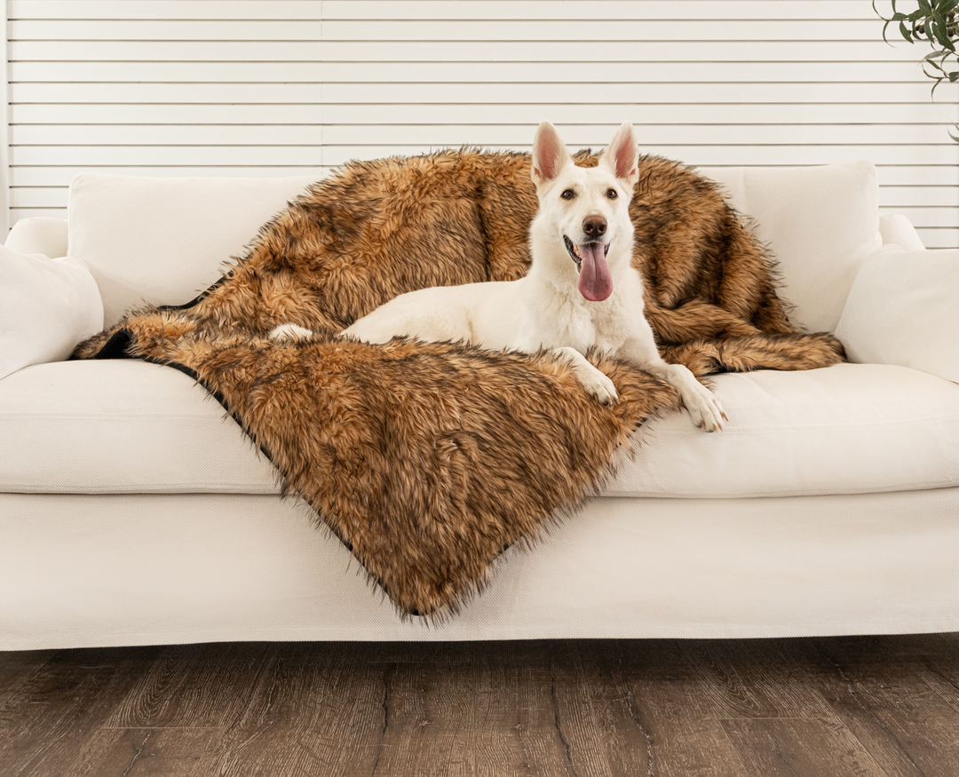 White German shepherd dog on sable tan faux fur throw on white couch