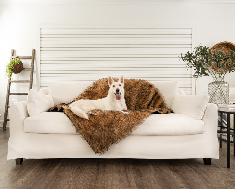 white german shepherd sitting comfy on sable tan faux fur luxury throw on white couch