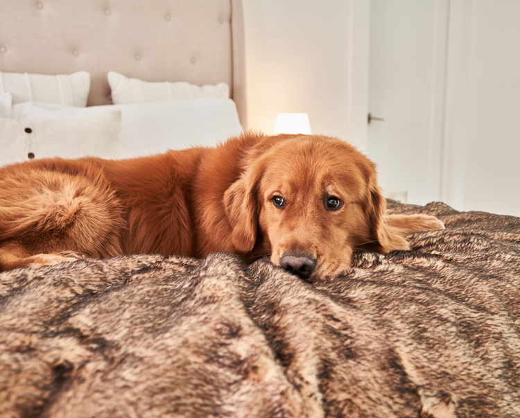 golden retriever posing on sable tan throw blanket