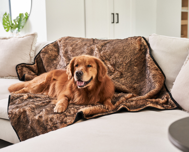 golden retriever dog resting on sable tan short fur throw blanket