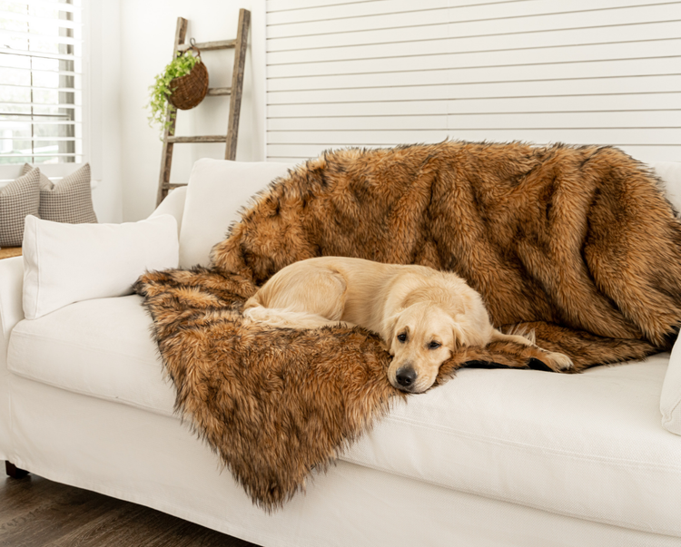 golden retriever dog sitting comfy on soft sable tan faux fur luxury throw on white couch