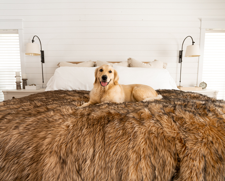 golden retriever smiling happily on tan faux fur blanket