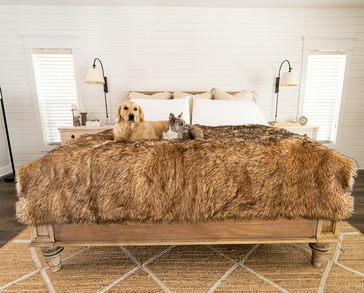 golden retriever and french bulldog sitting comfy on soft sable tan faux fur luxury throw 