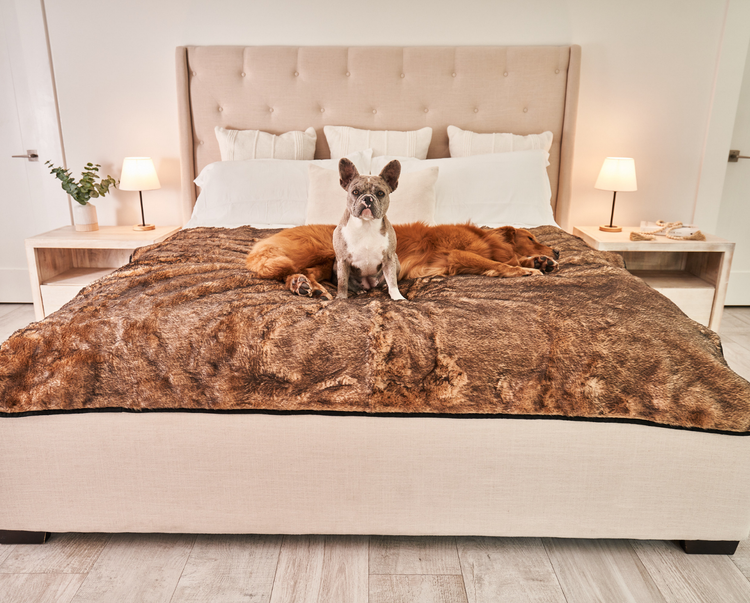 frenchie and golden retriever posing on sable tan throw blanket