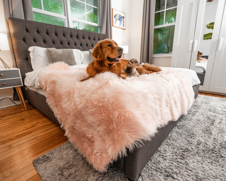 Golden Retriever and Yorkie dogs snuggling